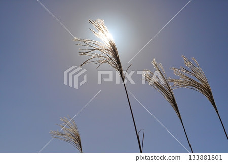 Silver grass, blue sky, sun Silver grass, blue sky, sun 133881801