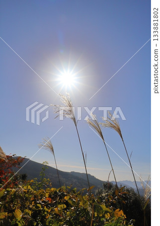 Silver grass, blue sky, sun, mountains 133881802