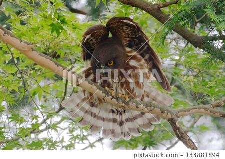 Close-up of an owl spreading its wings 133881894