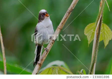一隻幼小的長尾山雀棲息在樹枝上。 一隻幼小的長尾山雀棲息在樹枝上。 133881896