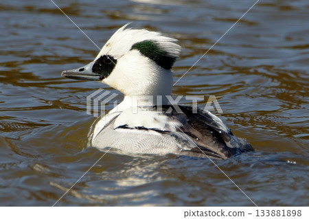 熊貓般的鴨子 熊貓般的鴨子 133881898