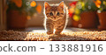 Cute cat 133881916