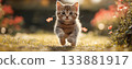 Cute cat 133881917