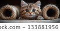 Cute cat 133881956