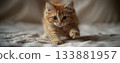 Cute cat 133881957