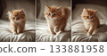 Cute cat 133881958