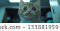 Cute cat 133881959