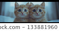 Cute cat 133881960
