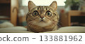 Cute cat 133881962