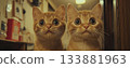 Cute cat 133881963