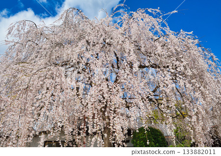 京都本滿寺的垂枝櫻花（京都府京都市上京區） 133882011