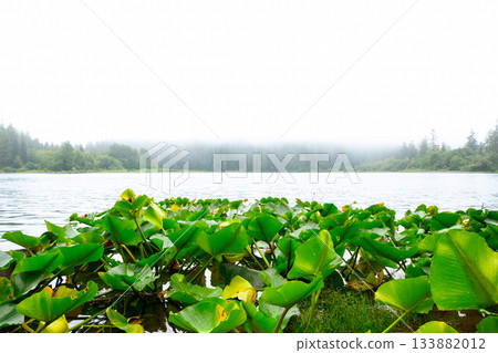 Beautiful nature scene at the misty forest lake with waterlilies Beautiful nature scene at the misty forest lake with waterlilies 133882012