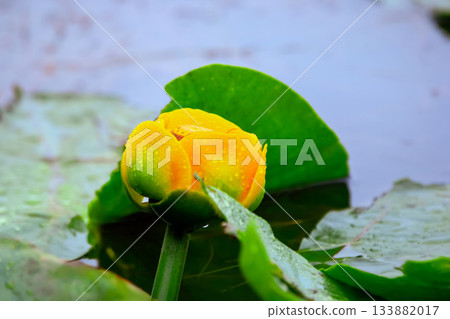 Yellow water lily with green leaves on the water surface. Yellow water lily with green leaves on the water surface. 133882017