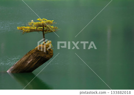 Fairy tree growing from the stump in the middle of the lake. 133882018