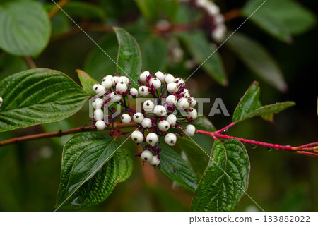 Red-osier dogwood with white berries and green leaves in the forest. 133882022