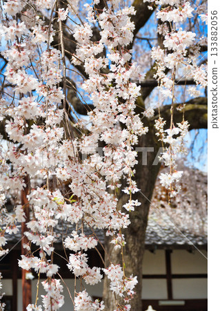 Weeping cherry blossoms at Honmanji Temple, Kyoto (Kamigyo Ward, Kyoto City, Kyoto Prefecture) Weeping cherry blossoms at Honmanji Temple, Kyoto (Kamigyo Ward, Kyoto City, Kyoto Prefecture) 133882056
