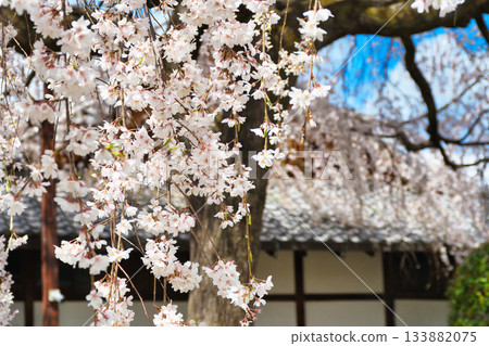 Weeping cherry blossoms at Honmanji Temple, Kyoto (Kamigyo Ward, Kyoto City, Kyoto Prefecture) Weeping cherry blossoms at Honmanji Temple, Kyoto (Kamigyo Ward, Kyoto City, Kyoto Prefecture) 133882075