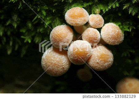 A small, hairy, and highly poisonous juvenile matsutake mushroom (macrophotography of a natural mushroom) 133882129