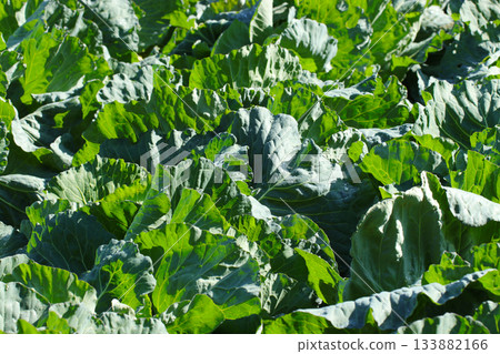 The overall texture of green leaves of a cruciferous cabbage field growing vigorously under bright sunlight The overall texture of green leaves of a cruciferous cabbage field growing vigorously under bright sunlight 133882166