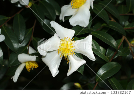 秋季盛開的黃白相間的玉茶花大枝（晴空下自然光和閃光燈微距攝影） 133882167