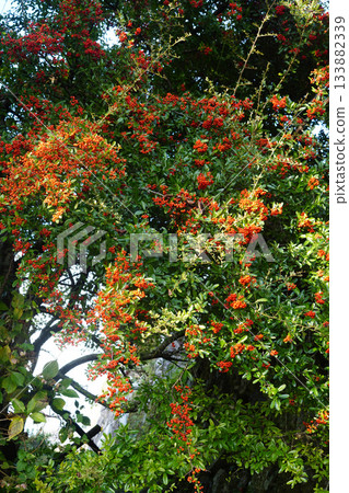 Pyracantha on the streets of Ohara Village, Kyoto Pyracantha on the streets of Ohara Village, Kyoto 133882339