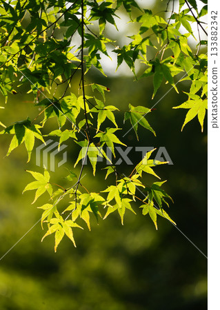 楓樹開始出現變色跡象 楓樹開始出現變色跡象 133882342