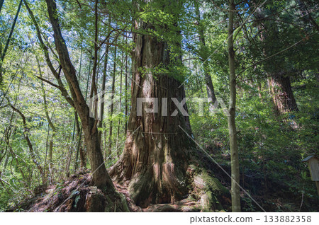 Ibaraki, Hanazono Shrine's Giant Cedar 133882358