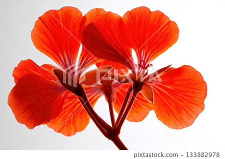 Bright orange flowers showcase intricate petal details Bright orange flowers showcase intricate petal details 133882978