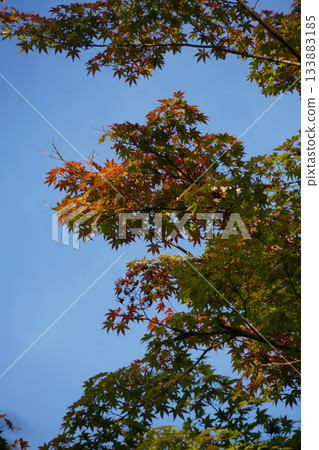 京都大原村地區的楓樹秋葉 133883185
