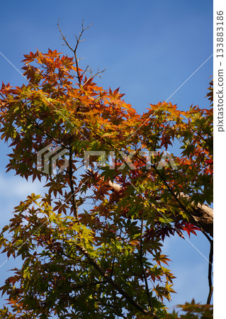 Maple trees with autumn leaves in the Ohara Village area of Kyoto Maple trees with autumn leaves in the Ohara Village area of Kyoto 133883186