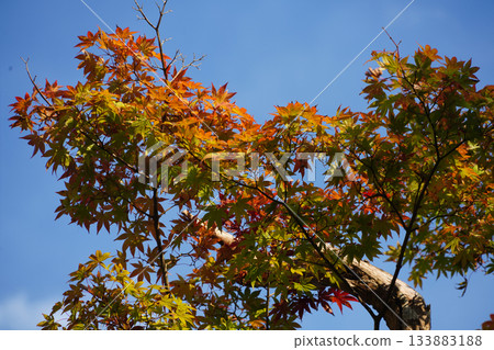 京都大原村地區的楓樹秋葉 133883188