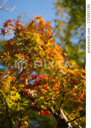 京都大原村地區的楓樹秋葉 133883190