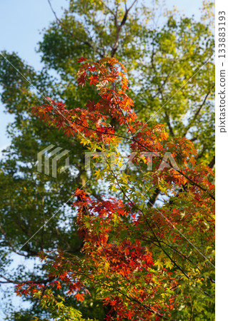 京都大原村地區的楓樹秋葉 133883193