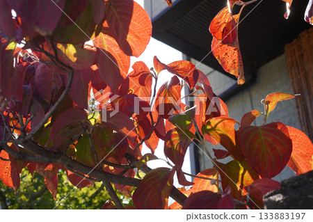 Dogwood leaves turning red Dogwood leaves turning red 133883197