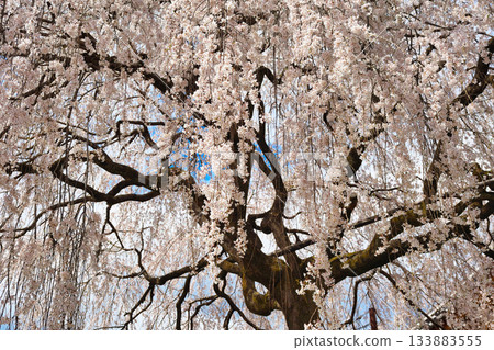 京都本滿寺的垂枝櫻花(京都府京都市上京區) 京都本滿寺的垂枝櫻花(京都府京都市上京區) 133883555