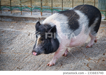旅遊牧場裡的豬 133883740