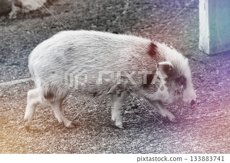 旅遊牧場裡的豬 133883741