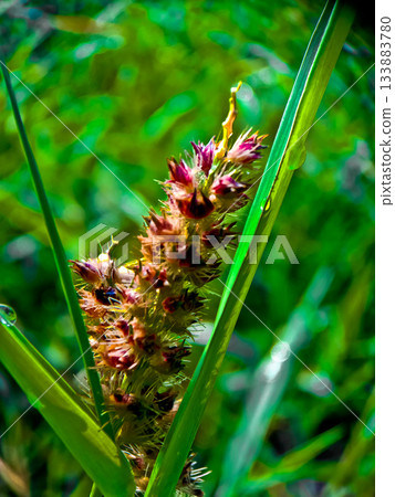 close-up photo of reeds in the wild 133883780