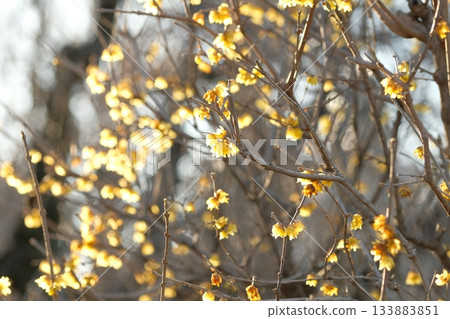 洛白花 洛白花 133883851