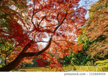 Koishikawa Korakuen Garden, Tokyo, Autumn foliage scenery near Togetsukyo Bridge, a national historic site 133884050