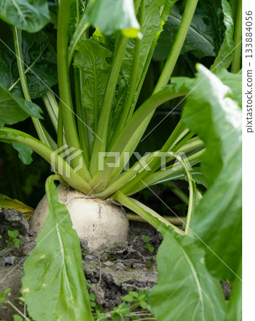 Suguki's raw material, sugukina Suguki's raw material, sugukina 133884056