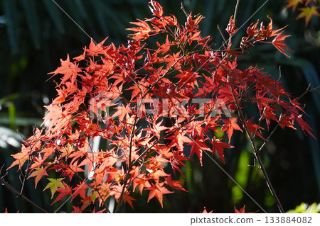 Maple tree with red leaves Maple tree with red leaves 133884082