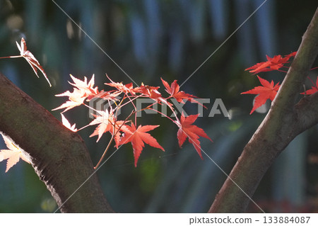 槭樹與紅葉 133884087