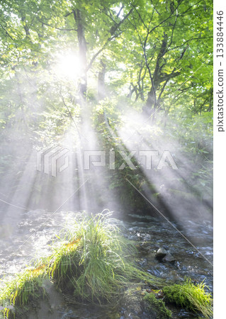 陽光透過奧大仙翠綠的森林灑下，景色美不勝收。 133884446