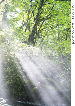 A scene of sunlight shining through the fresh green forest of Oku-Daisen 133884450