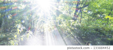 A scene of sunlight shining through the fresh green forest of Oku-Daisen 133884452