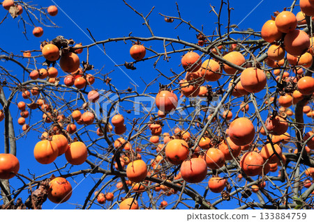 藍天和橙色柿子 133884759