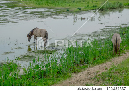 Serene scene with horses by reedlined creek in countryside 133884887