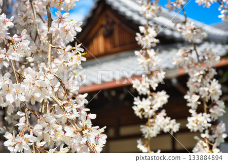 Weeping cherry blossoms at Honmanji Temple, Kyoto (Kamigyo Ward, Kyoto City, Kyoto Prefecture) 133884894