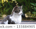 A gentle brown and white cat 133884905